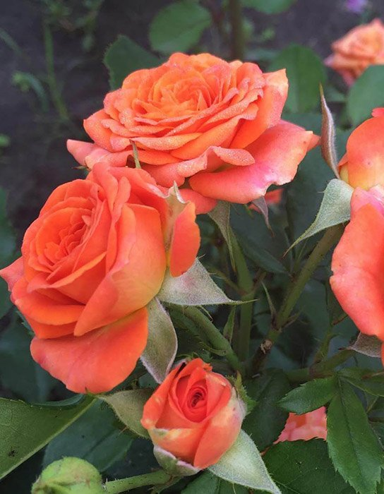 Превью изображения