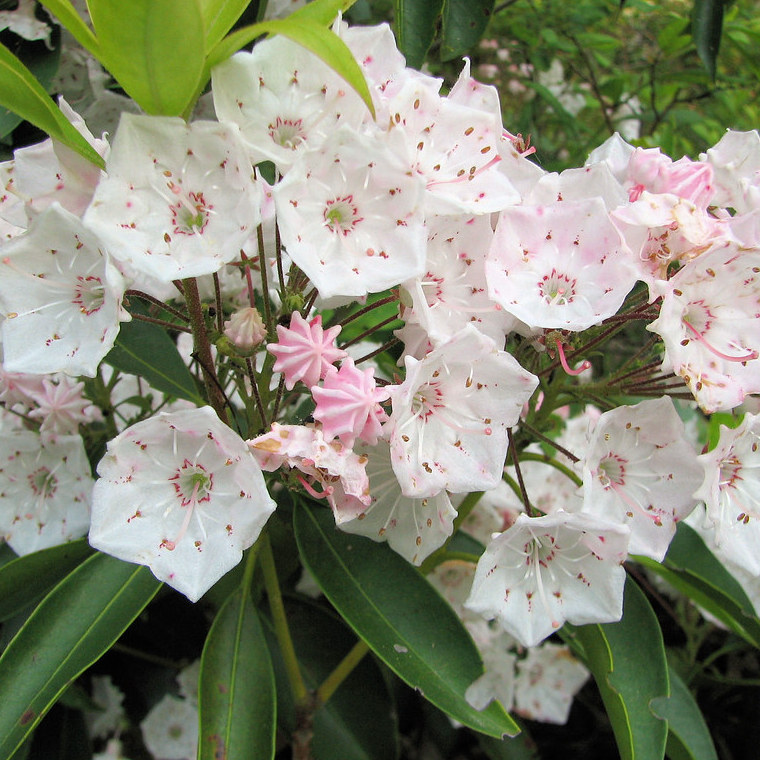 Превью изображения