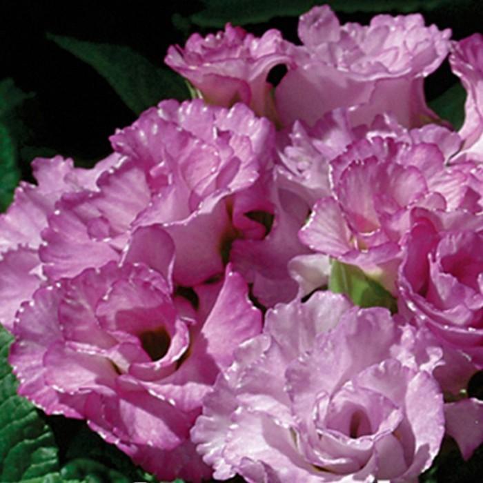 Превью изображения