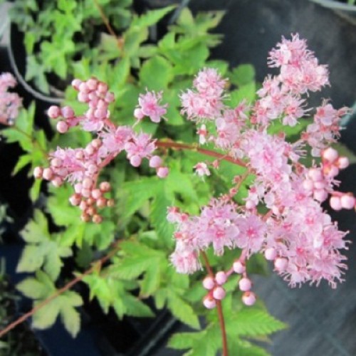 Превью изображения