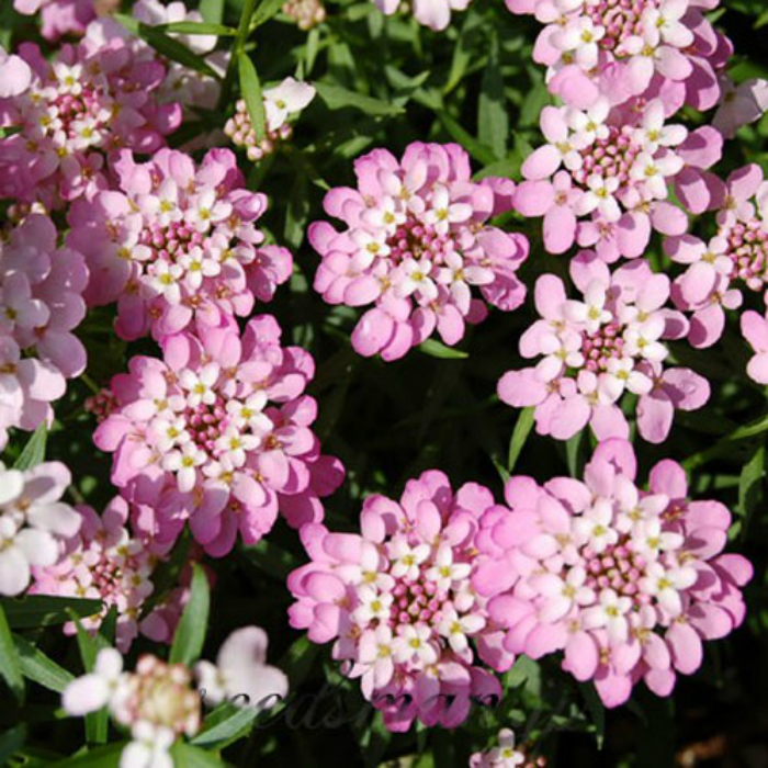 Превью изображения