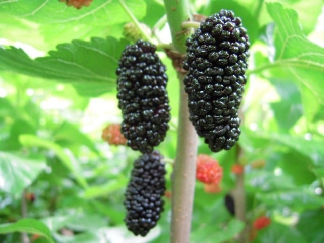 Превью изображения