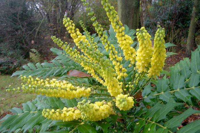 Превью изображения