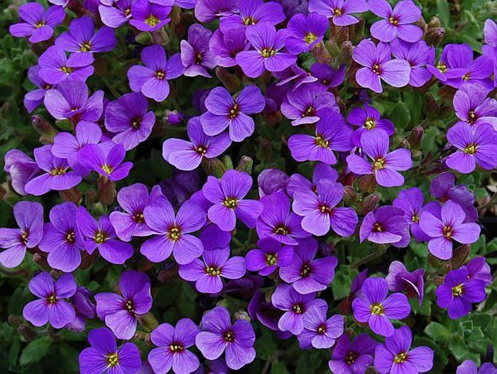 Превью изображения