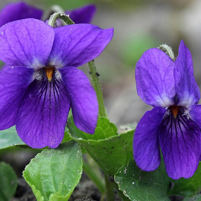 Превью изображения