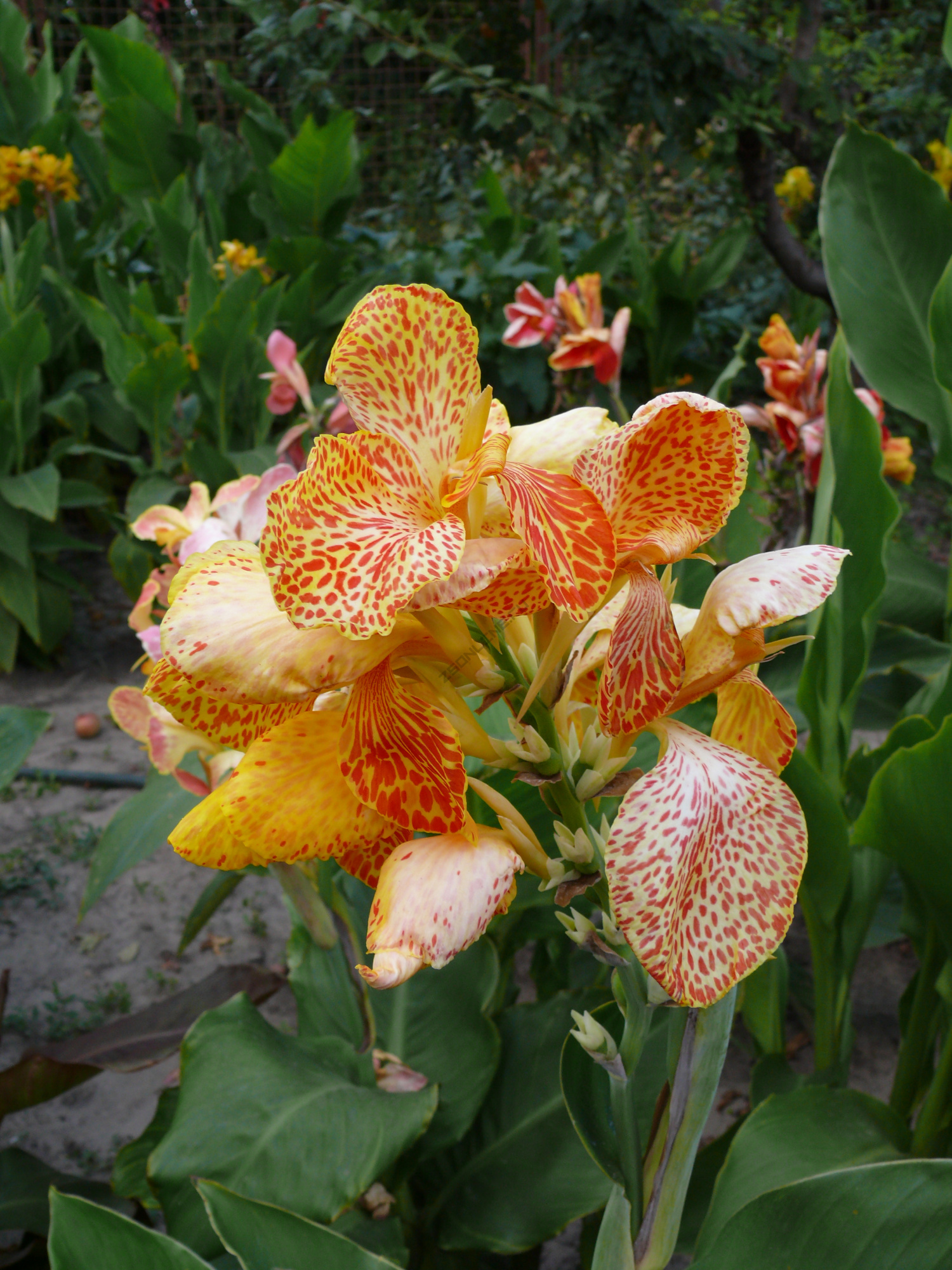 Превью изображения