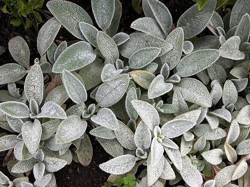 Превью изображения