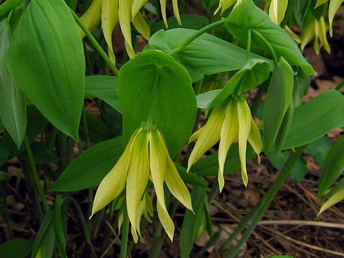 Превью изображения