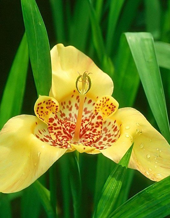 Превью изображения