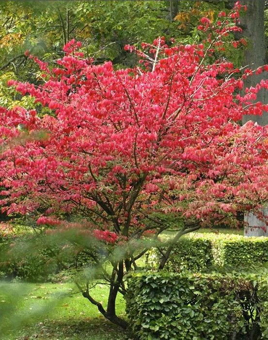 Превью изображения