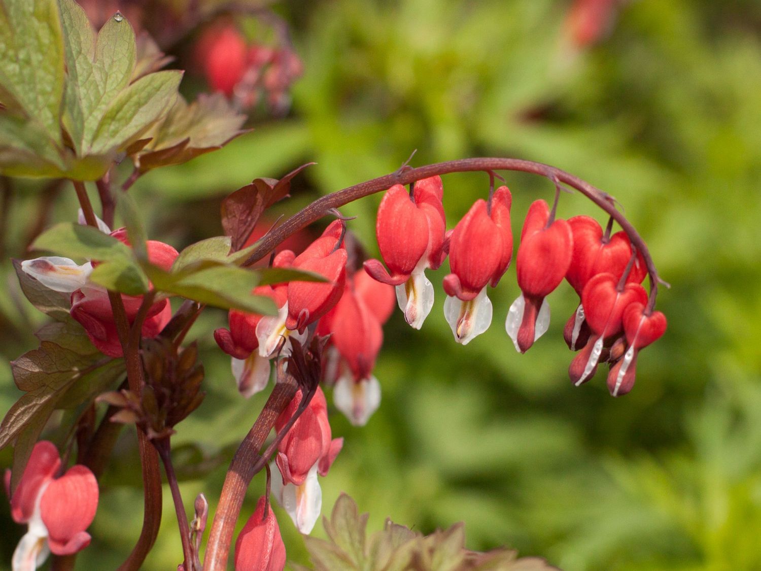 Превью изображения