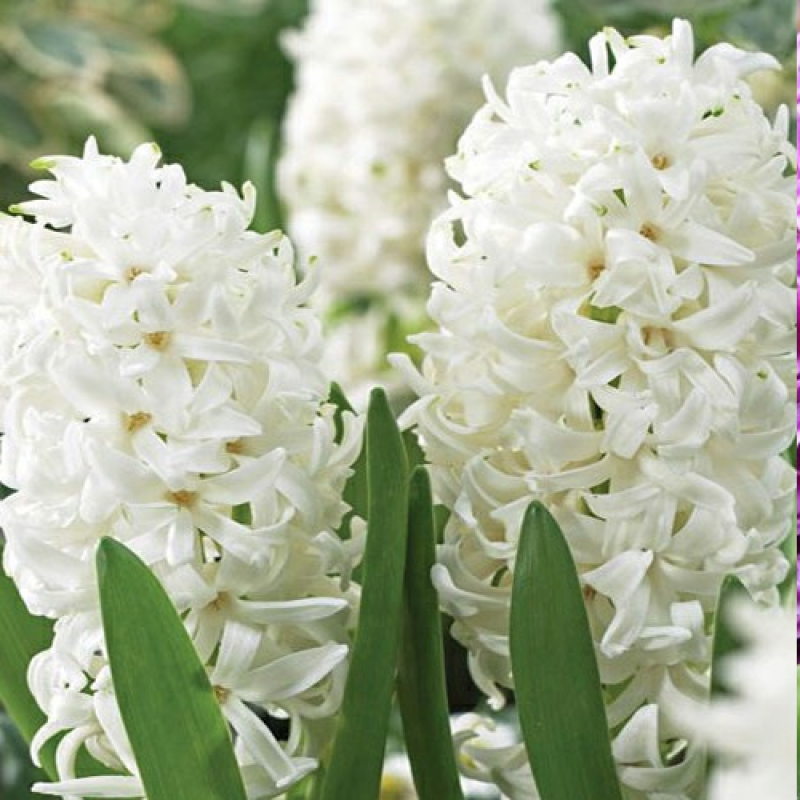 Превью изображения