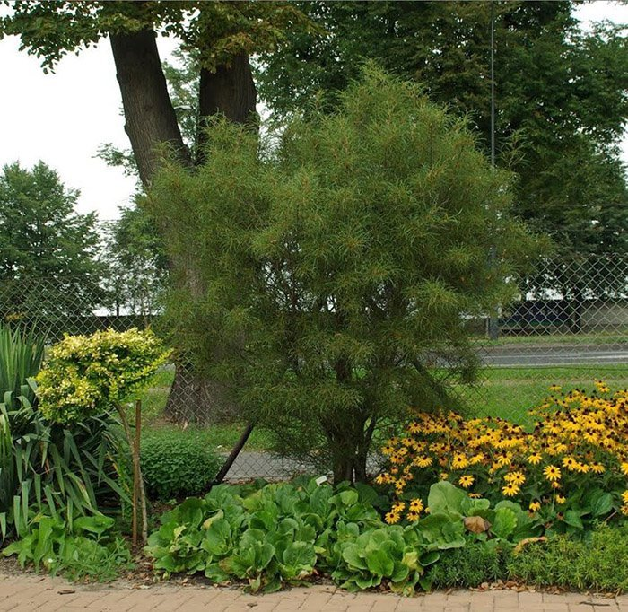 Превью изображения