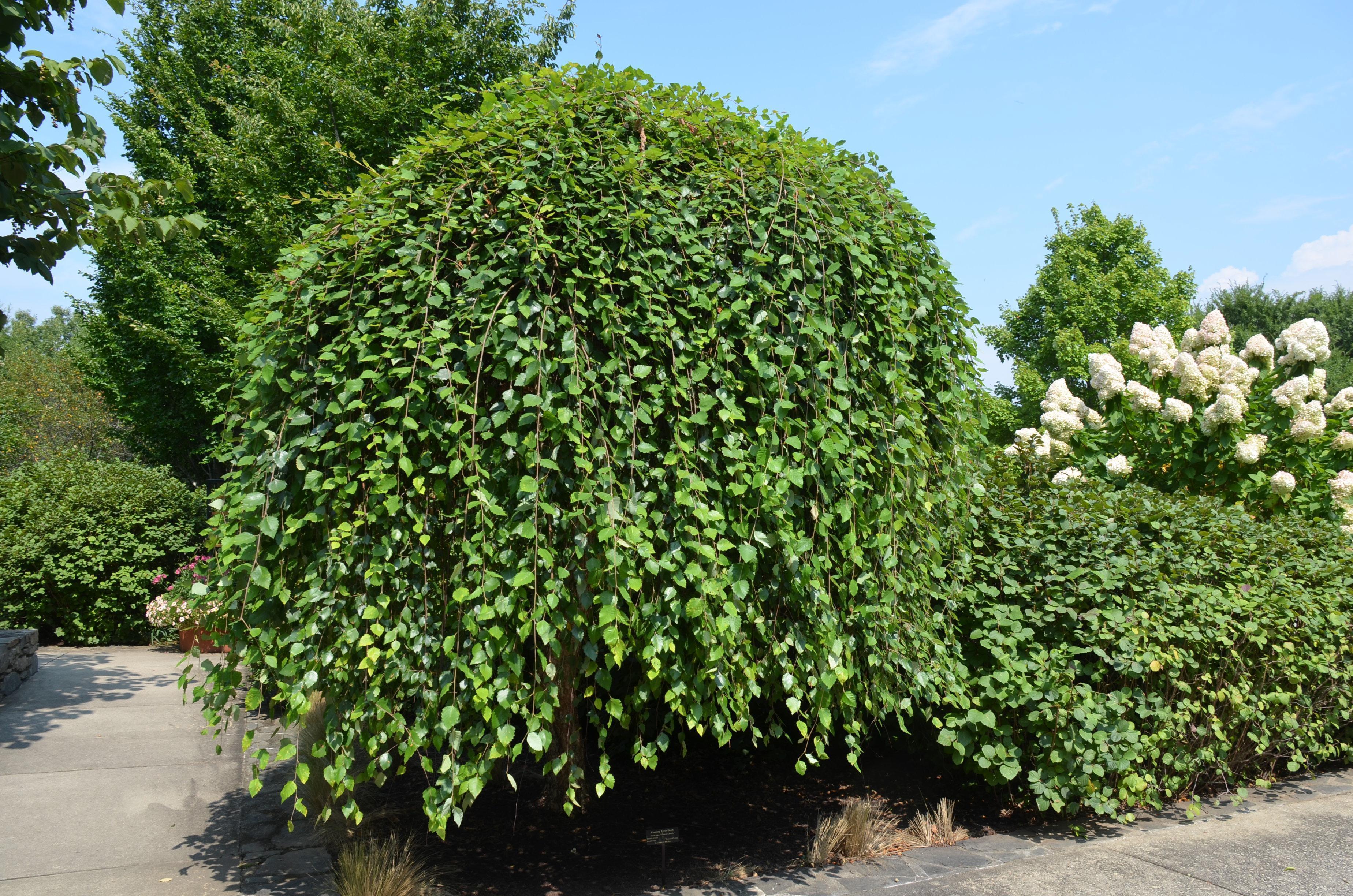 Превью изображения