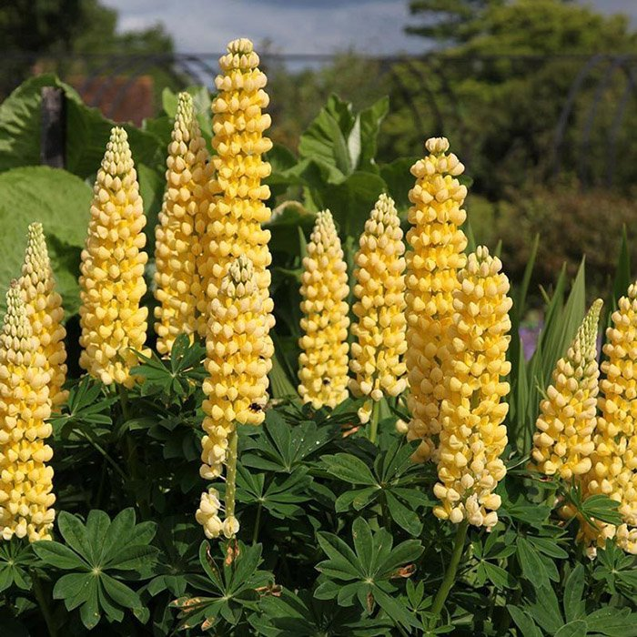 Превью изображения