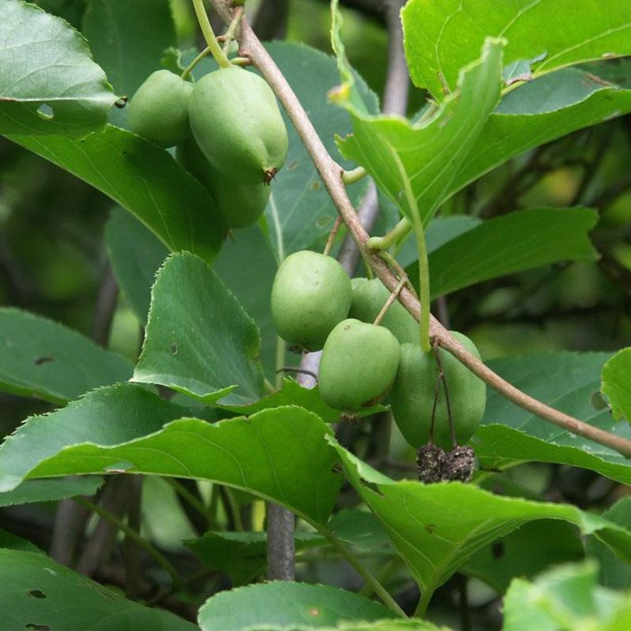 Превью изображения