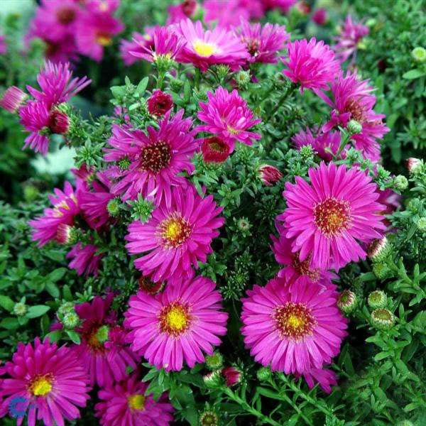 Превью изображения