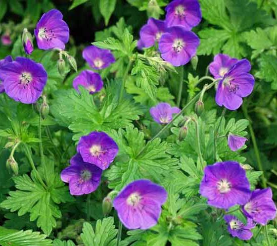 Превью изображения