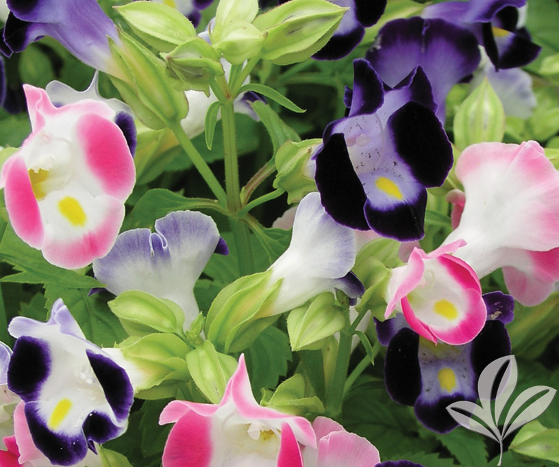 Превью изображения