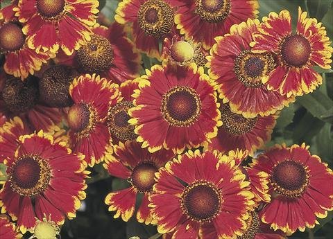 Превью изображения