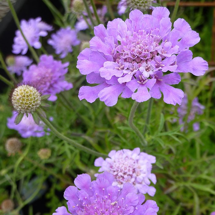 Превью изображения