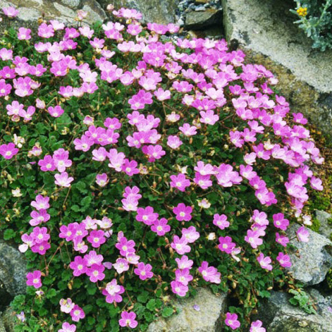 Превью изображения