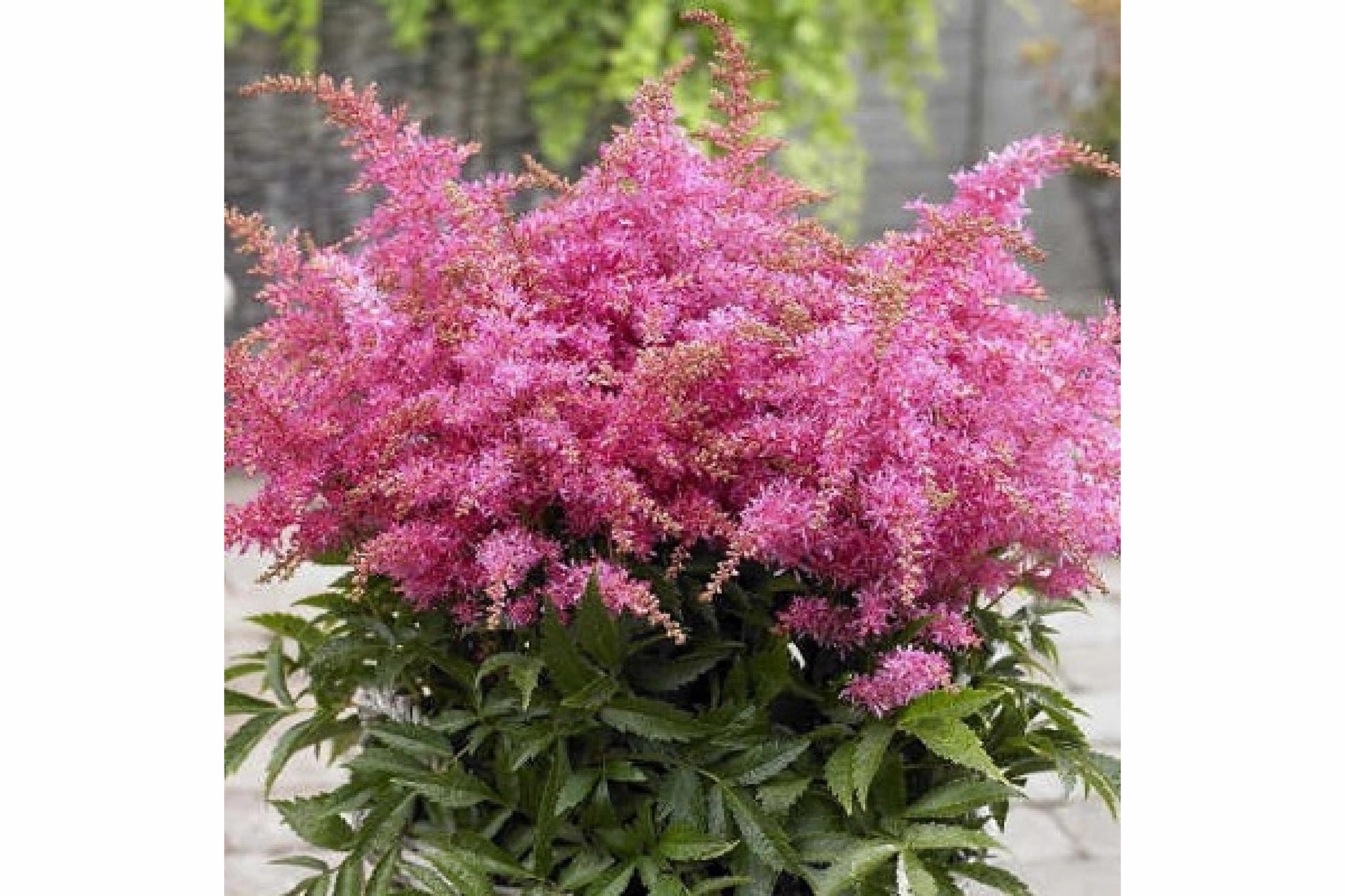 Превью изображения