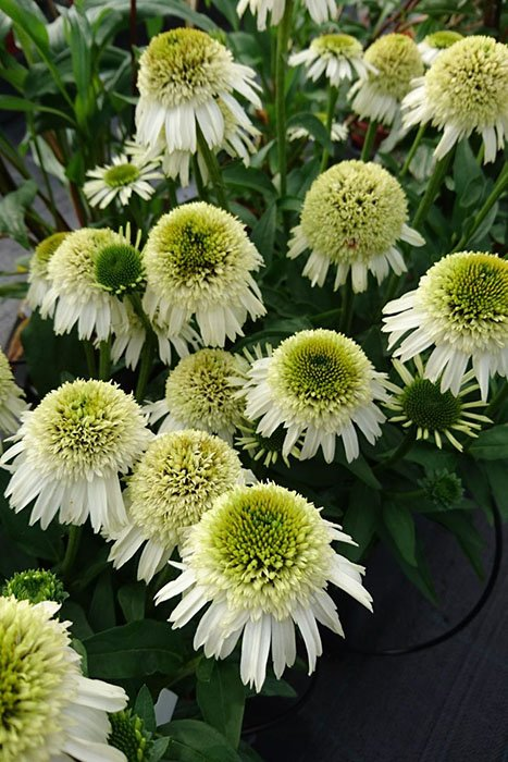 Превью изображения