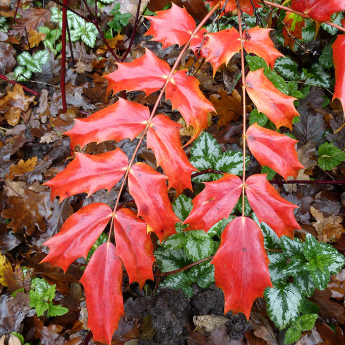 Превью изображения