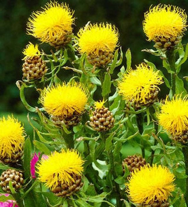 Превью изображения