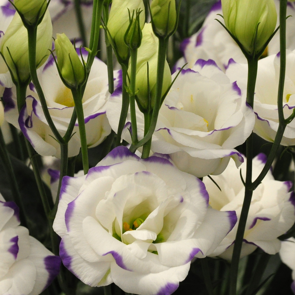 Превью изображения