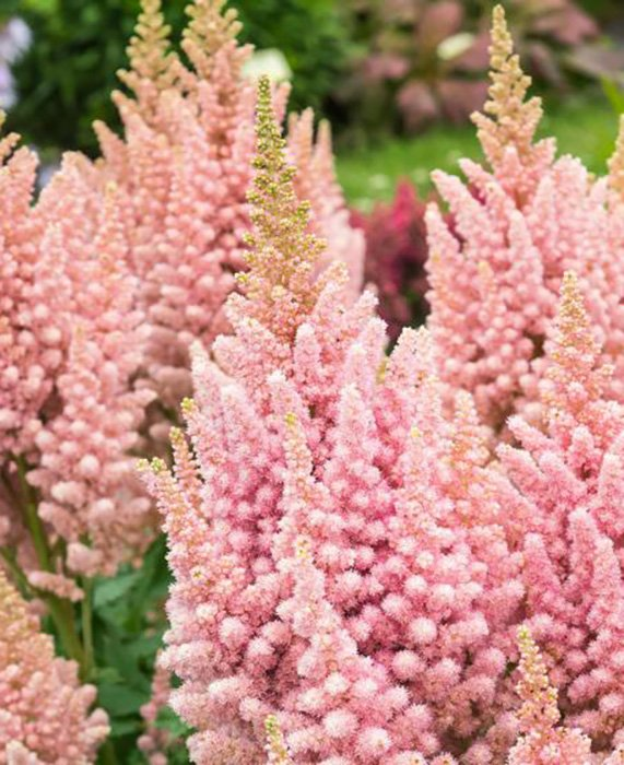 Превью изображения