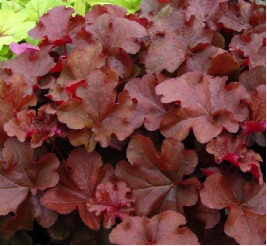 Превью изображения