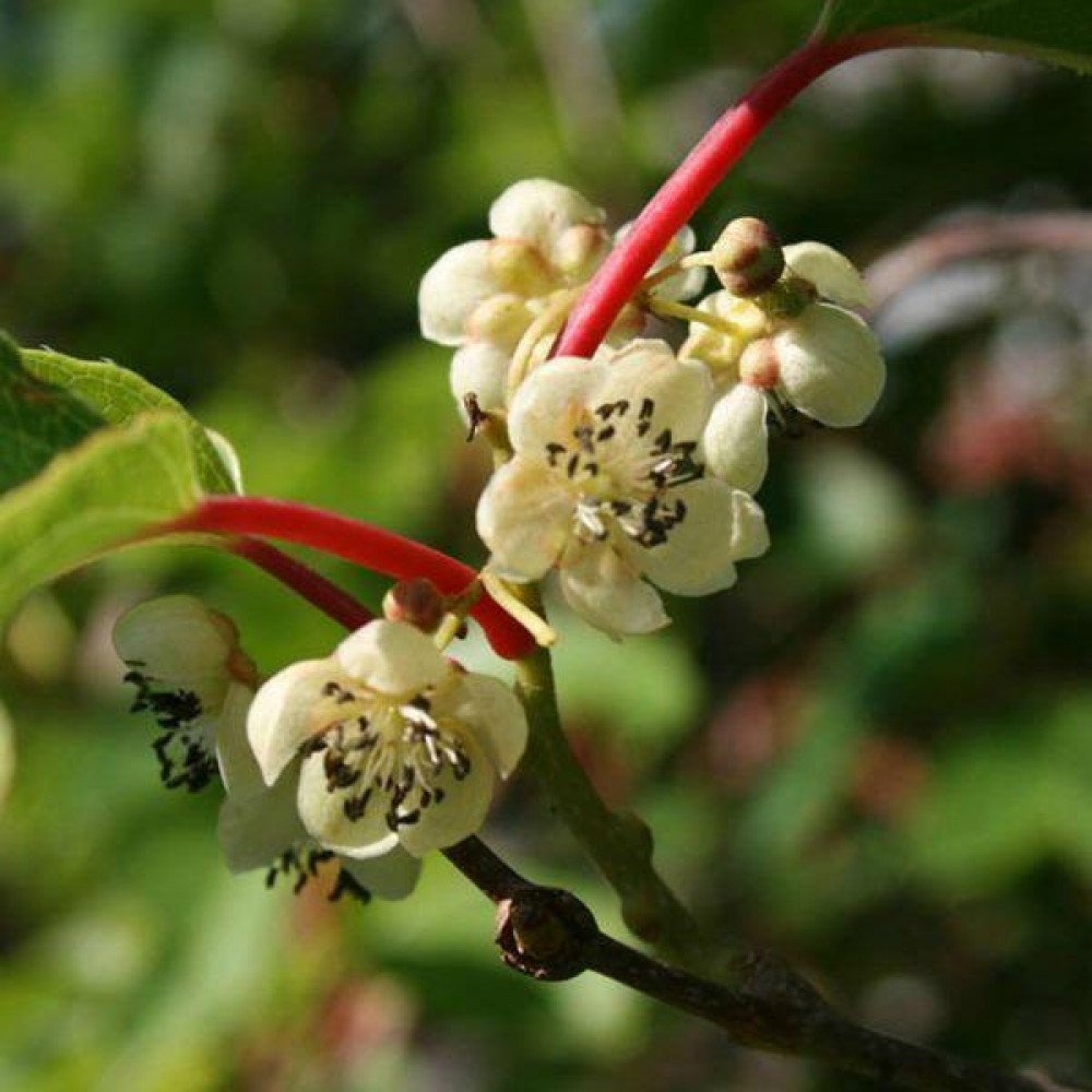 Превью изображения