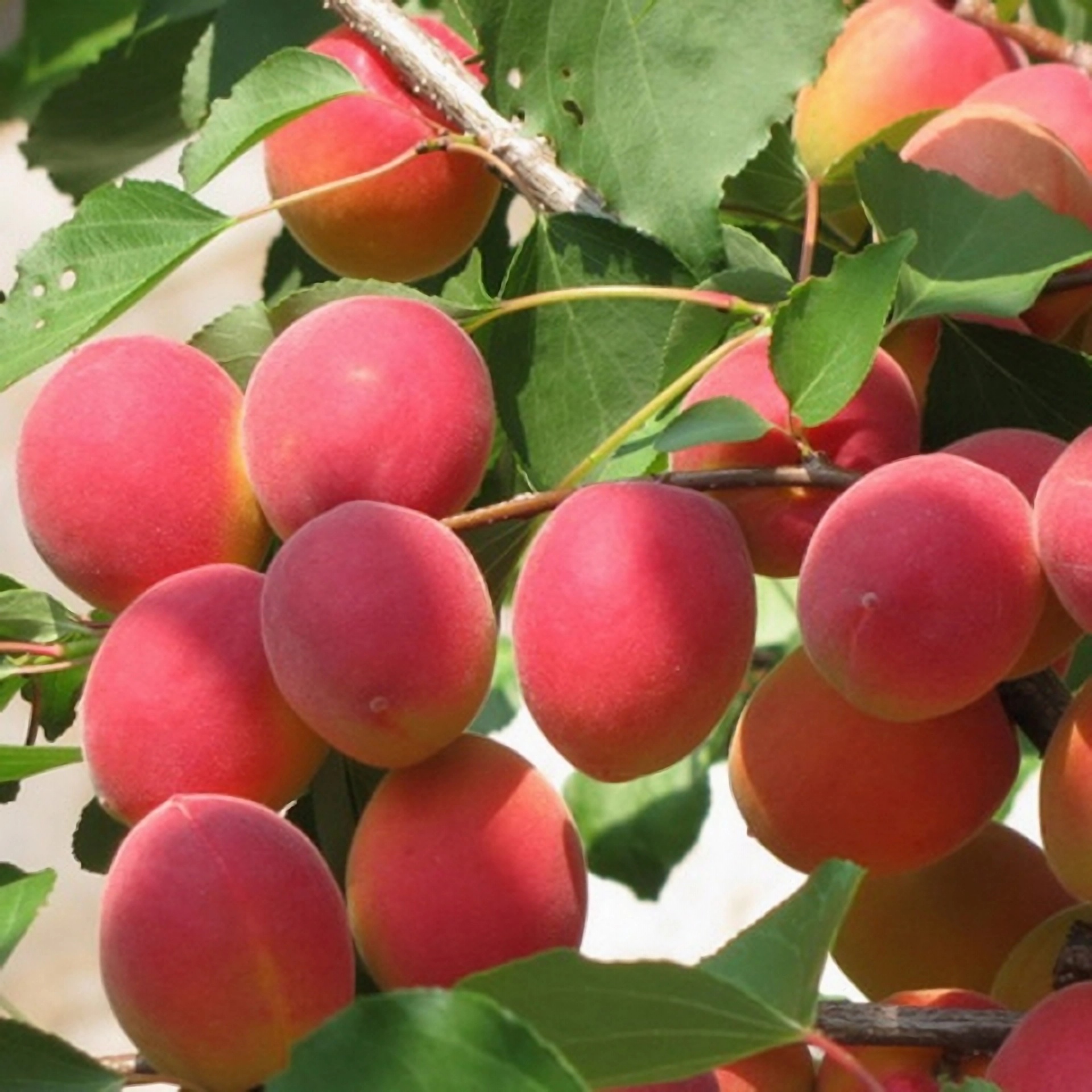 Превью изображения