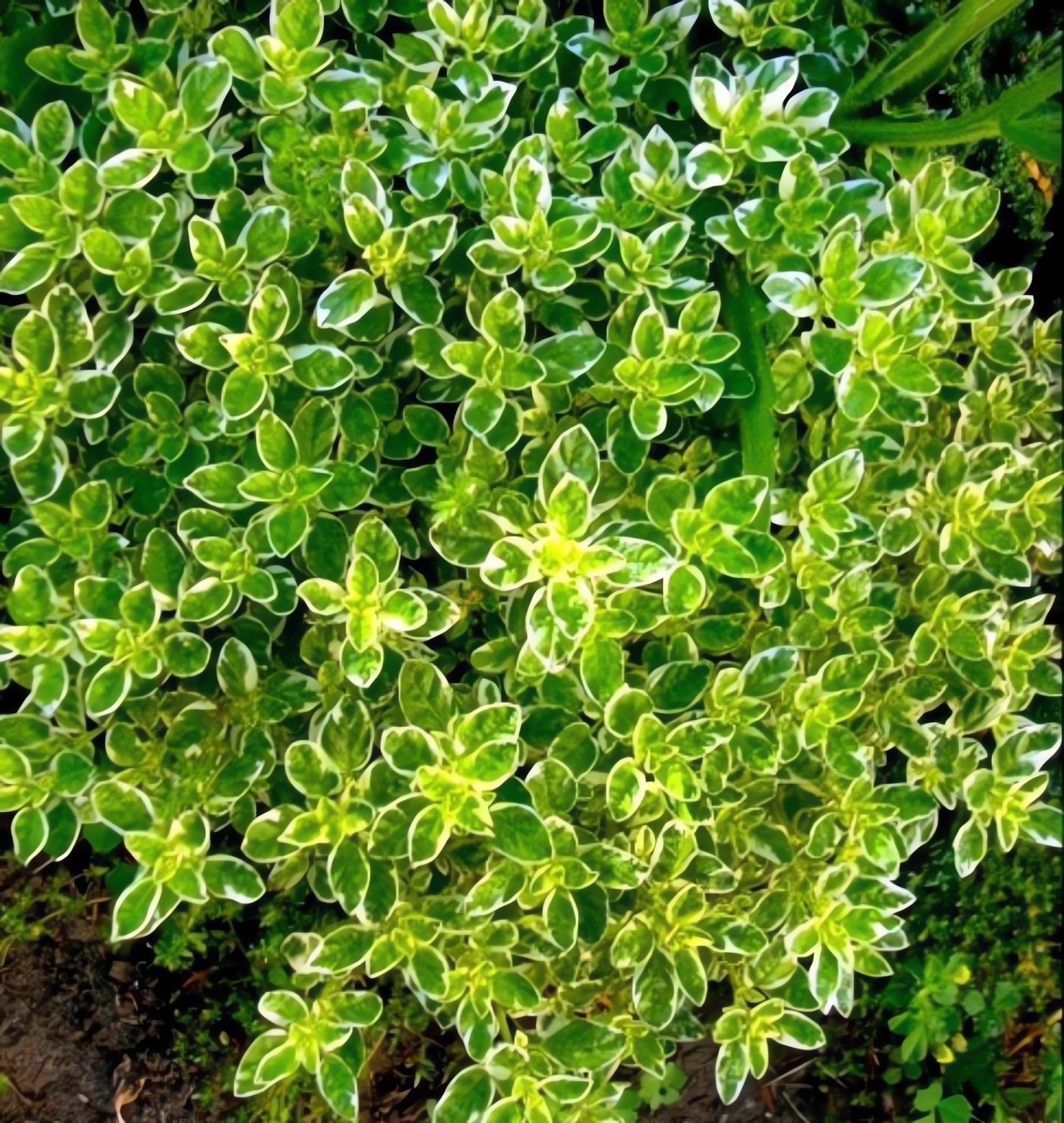 Превью изображения