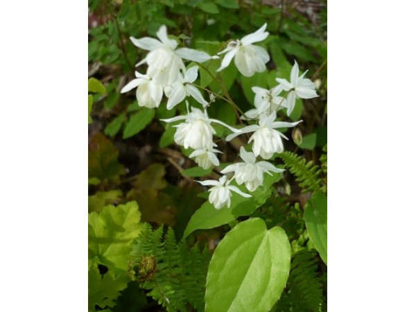 Превью изображения