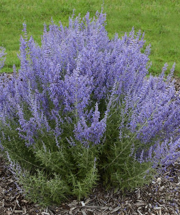 Превью изображения