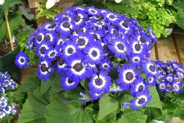 Превью изображения