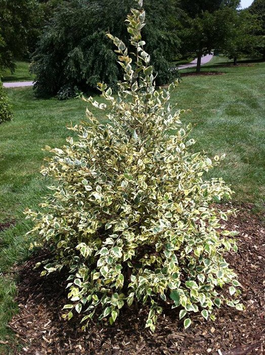 Превью изображения