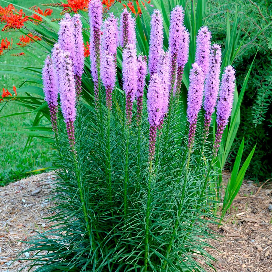 Превью изображения