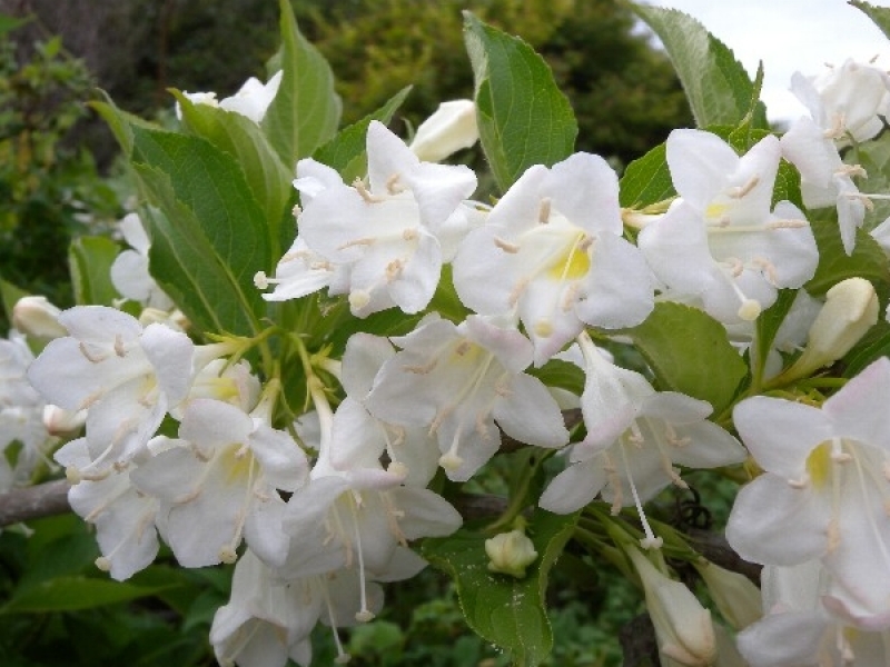 Превью изображения