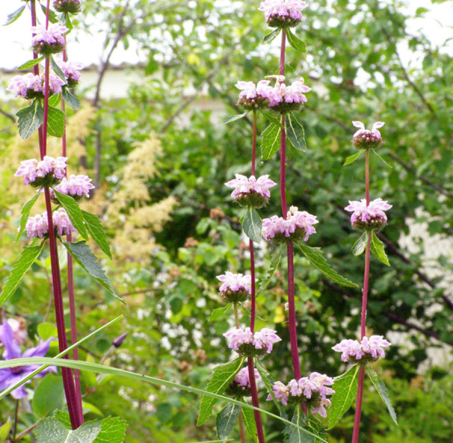 Превью изображения