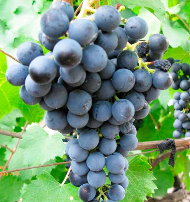 Превью изображения