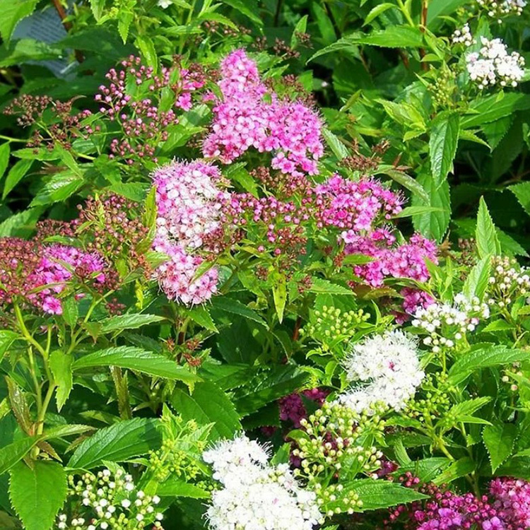 Превью изображения