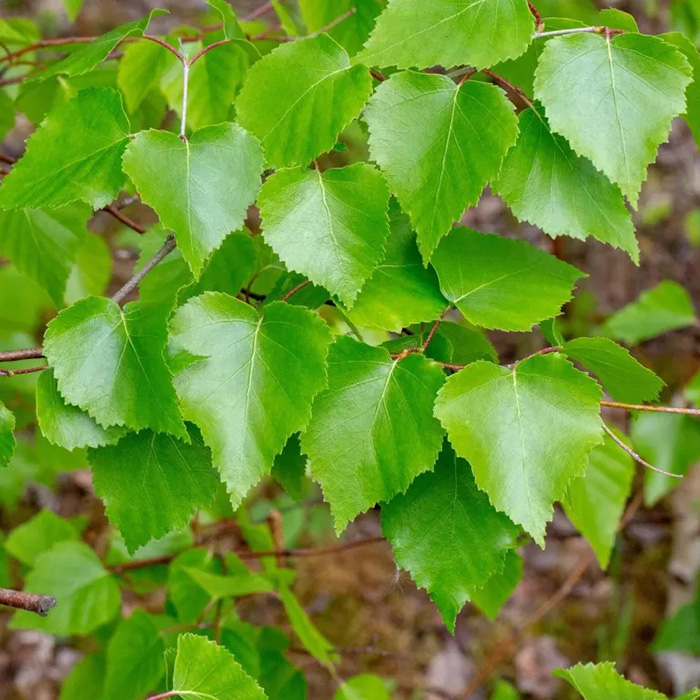 Превью изображения