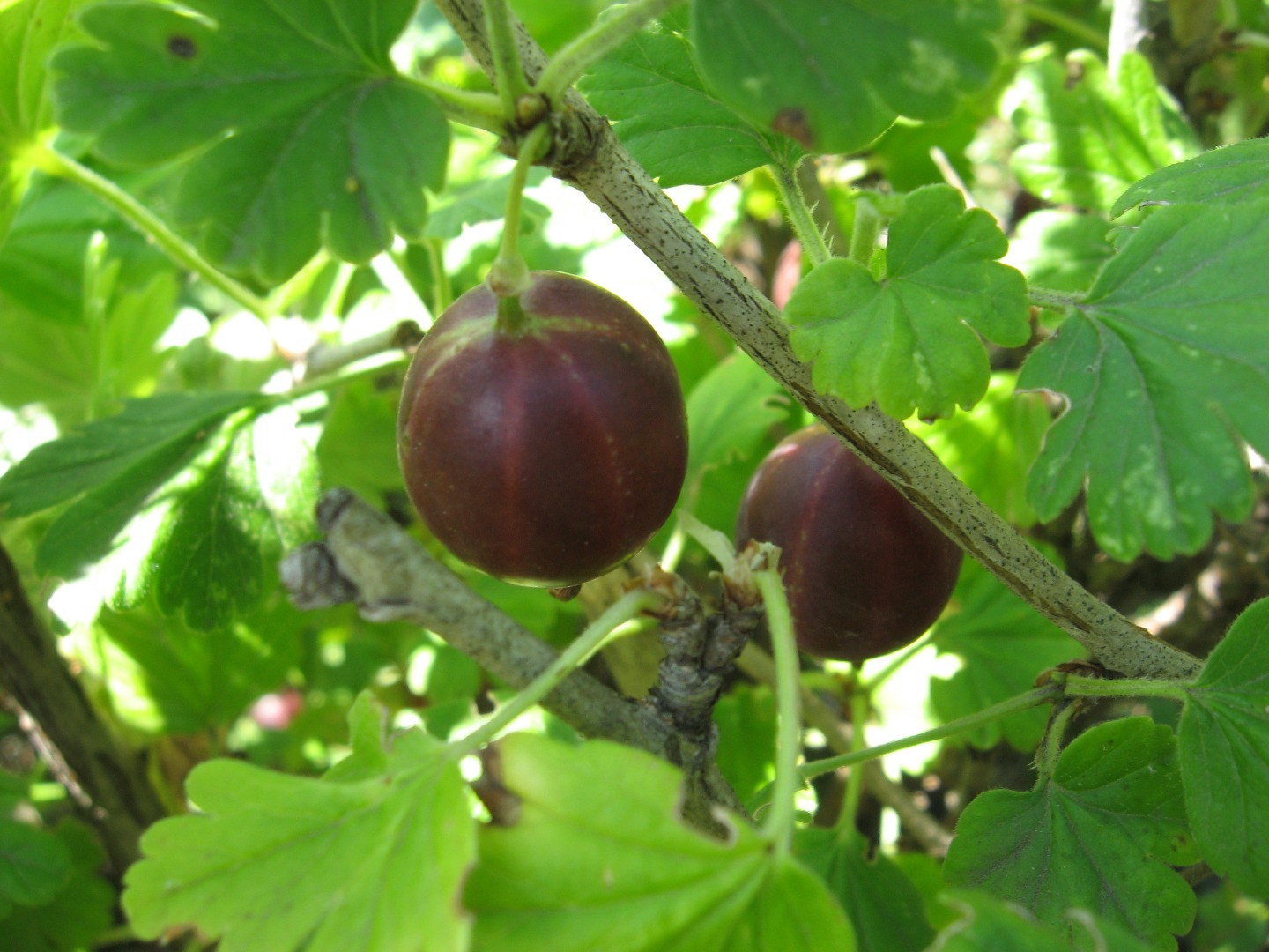 Превью изображения