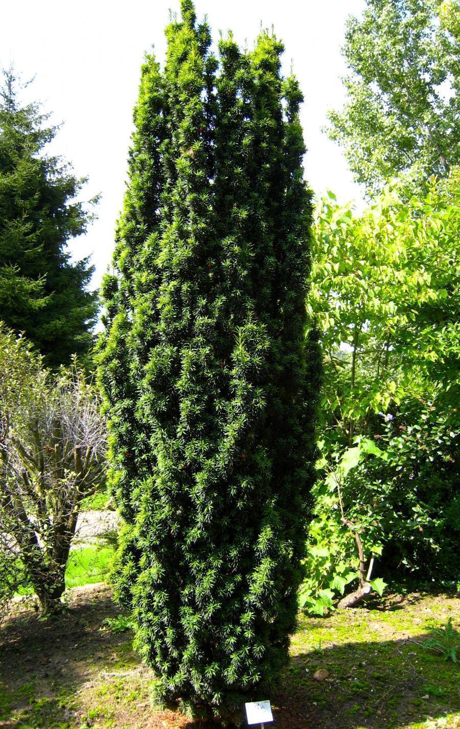 Превью изображения