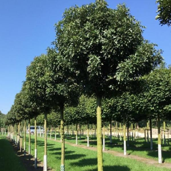 Превью изображения