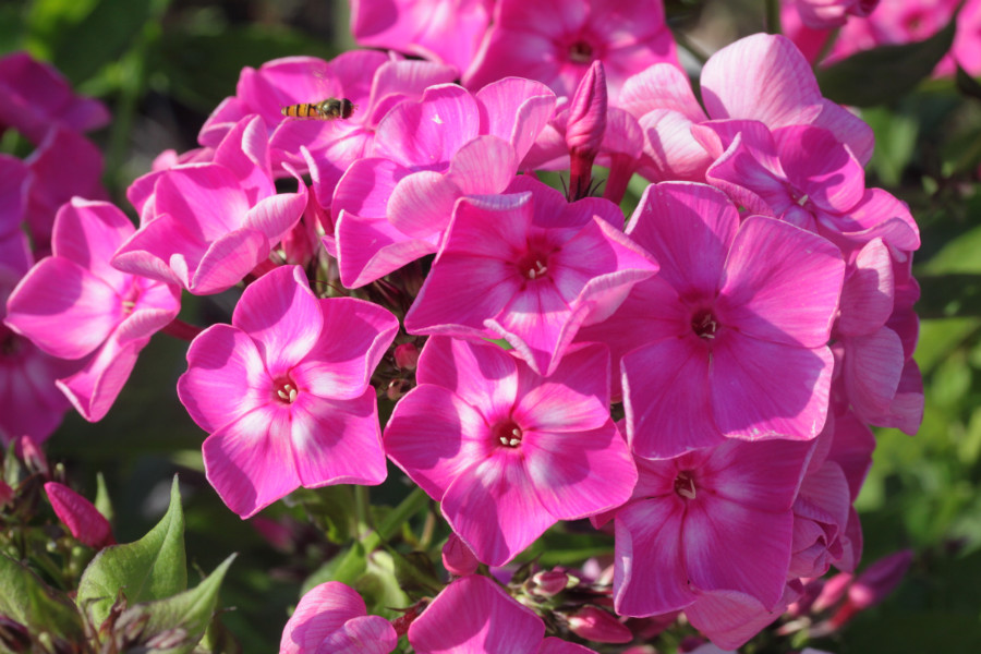 Превью изображения